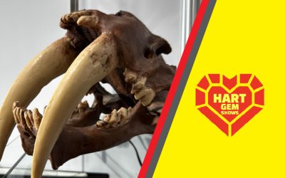 Fossils That Tell a Story: Discover Rare Specimens at the Denver Mineral & Gem Show