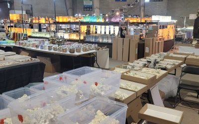 The Denver Gem Show The Denver Gem Show