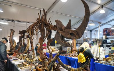 fossil-display-tucson-gem-show