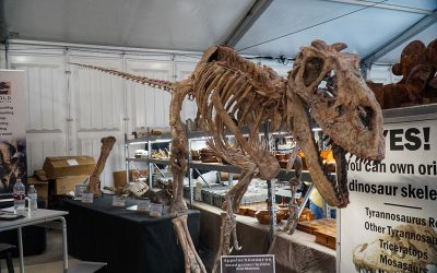 t-rex-fossil-tucson-gem-show
